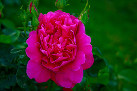Fragrant Rose in Full Blossom. Washington Park Rose Garden, Portland, Oregonの写真素材