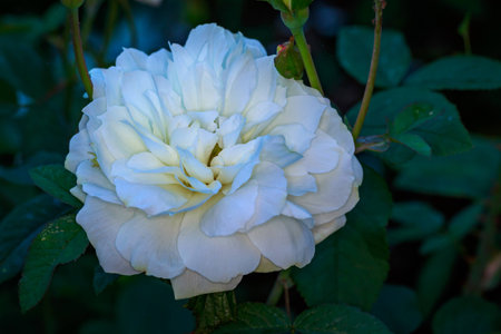 Fragrant Rose in Full Blossom. Washington Park Rose Garden, Portland, Oregonの写真素材