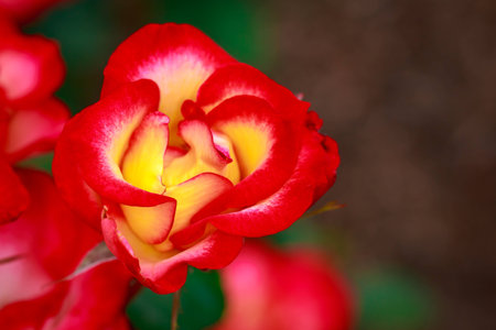 Fragrant Rose in Full Blossom. Washington Park Rose Garden, Portland, Oregonの写真素材