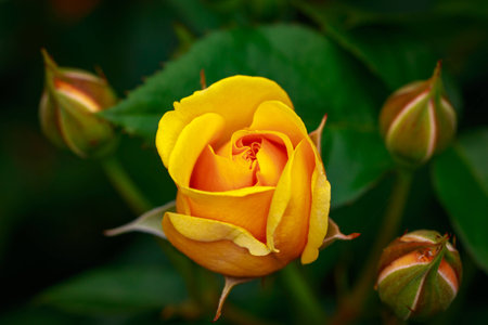 Fragrant Rose in Full Blossom. Washington Park Rose Garden, Portland, Oregonの写真素材