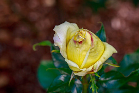 Fragrant Rose in Full Blossom. Washington Park Rose Garden, Portland, Oregonの写真素材