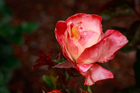 Fragrant Rose in Full Blossom. Washington Park Rose Garden, Portland, Oregonの写真素材