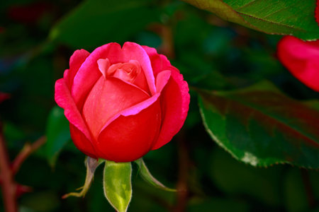 Fragrant Rose in Full Blossom. Washington Park Rose Garden, Portland, Oregonの写真素材