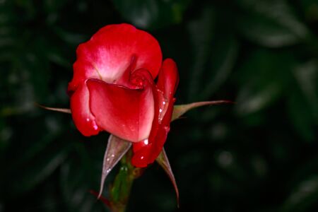 Fragrant Rose in Full Blossom. Washington Park Rose Garden, Portland, Oregonの写真素材