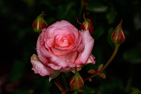 Fragrant Rose in Full Blossom. Washington Park Rose Garden, Portland, Oregonの写真素材