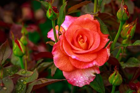 Fragrant Rose in Full Blossom. Washington Park Rose Garden, Portland, Oregonの写真素材