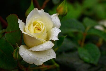 Fragrant Rose in Full Blossom. Washington Park Rose Garden, Portland, Oregonの写真素材