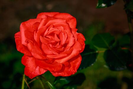 Fragrant Rose in Full Blossom. Washington Park Rose Garden, Portland, Oregonの写真素材