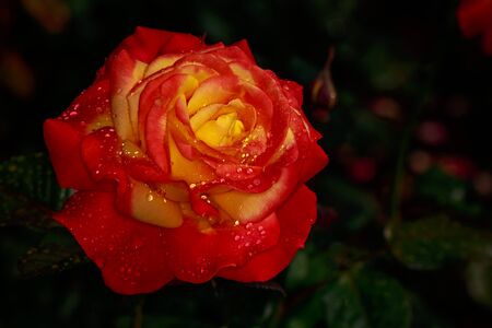 Fragrant Rose in Full Blossom. Washington Park Rose Garden, Portland, Oregonの写真素材
