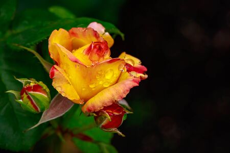 Fragrant Rose in Full Blossom. Washington Park Rose Garden, Portland, Oregonの写真素材