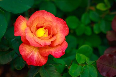Fragrant Rose in Full Blossom. Washington Park Rose Garden, Portland, Oregonの写真素材