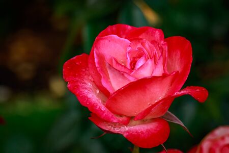 Fragrant Rose in Full Blossom. Washington Park Rose Garden, Portland, Oregonの写真素材