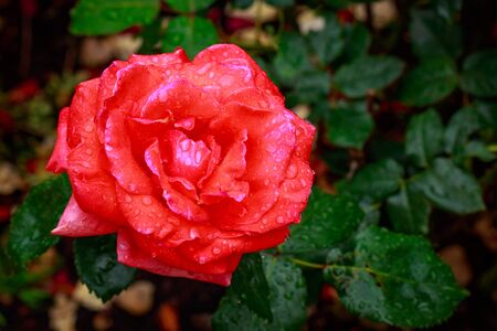Fragrant Rose in Full Blossom. Washington Park Rose Garden, Portland, Oregonの写真素材