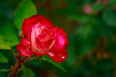 Fragrant Rose in Full Blossom. Washington Park Rose Garden, Portland, Oregonの写真素材