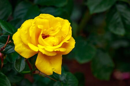 Fragrant Rose in Full Blossom. Washington Park Rose Garden, Portland, Oregonの写真素材