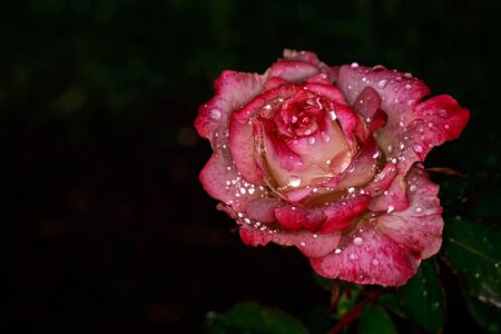 Fragrant Rose in Full Blossom. Washington Park Rose Garden, Portland, Oregonの写真素材