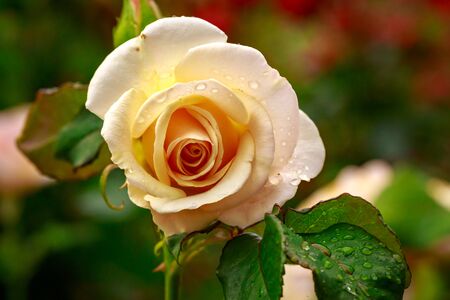 Fragrant Rose in Full Blossom. Washington Park Rose Garden, Portland, Oregonの写真素材