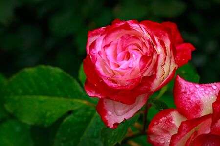 Fragrant Rose in Full Blossom. Washington Park Rose Garden, Portland, Oregonの写真素材