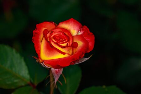 Fragrant Rose in Full Blossom. Washington Park Rose Garden, Portland, Oregonの写真素材