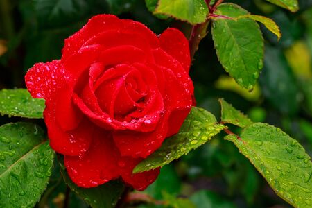 Fragrant Rose in Full Blossom. Washington Park Rose Garden, Portland, Oregonの写真素材