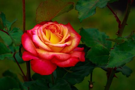 Fragrant Rose in Full Blossom. Washington Park Rose Garden, Portland, Oregonの写真素材