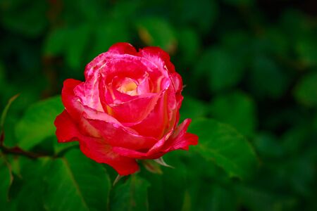Fragrant Rose in Full Blossom. Washington Park Rose Garden, Portland, Oregonの写真素材