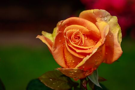 Fragrant Rose in Full Blossom. Washington Park Rose Garden, Portland, Oregonの写真素材