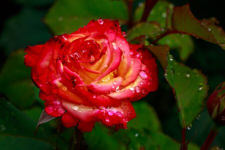 Fragrant Rose in Full Blossom. Washington Park Rose Garden, Portland, Oregonの写真素材