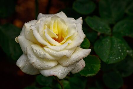 Fragrant Rose in Full Blossom. Washington Park Rose Garden, Portland, Oregonの写真素材