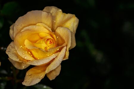 Fragrant Rose in Full Blossom. Washington Park Rose Garden, Portland, Oregonの写真素材