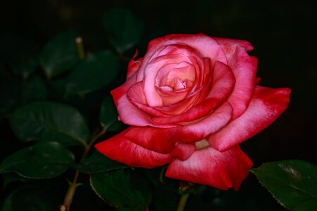 Fragrant Rose in Full Blossom. Washington Park Rose Garden, Portland, Oregonの写真素材