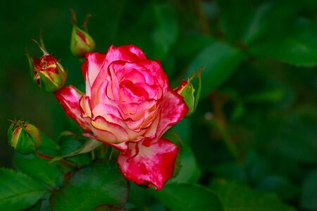 Fragrant Rose in Full Blossom. Washington Park Rose Garden, Portland, Oregonの写真素材