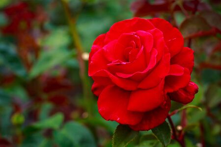 Fragrant Rose in Full Blossom. Washington Park Rose Garden, Portland, Oregonの写真素材