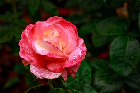 Fragrant Rose in Full Blossom. Washington Park Rose Garden, Portland, Oregonの写真素材