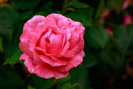 Fragrant Rose in Full Blossom. Washington Park Rose Garden, Portland, Oregonの写真素材