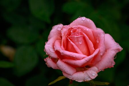 Fragrant Rose in Full Blossom. Washington Park Rose Garden, Portland, Oregonの写真素材