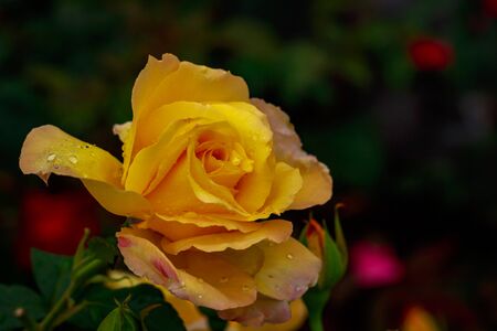 Fragrant Rose in Full Blossom. Washington Park Rose Garden, Portland, Oregonの写真素材