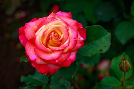 Fragrant Rose in Full Blossom. Washington Park Rose Garden, Portland, Oregonの写真素材