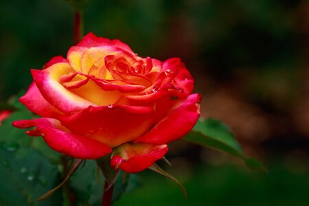 Fragrant Rose in Full Blossom. Washington Park Rose Garden, Portland, Oregonの写真素材