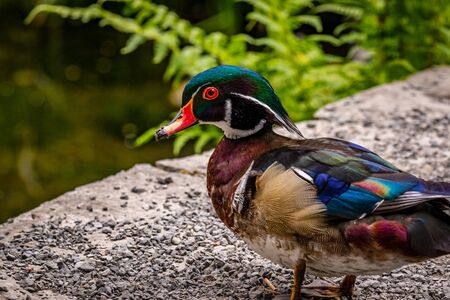 Male wood duck walks on dry landの写真素材