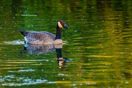 Close-up of Canada goose in waterの写真素材