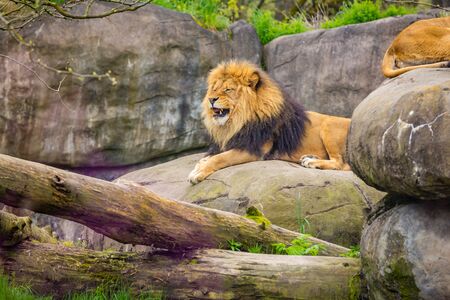 A male lion lies on the rock, yawning, with teeth and tongue showingの写真素材