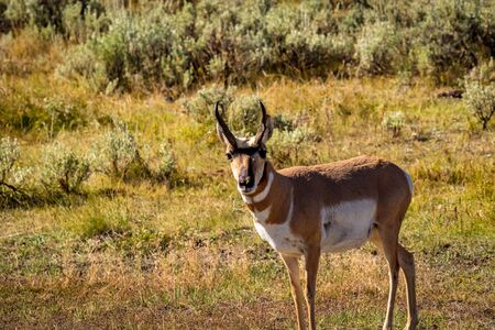 Pronghorn Antelope (Antilocapra americana) in Yellowstone National Park, Wyoming, USAの写真素材