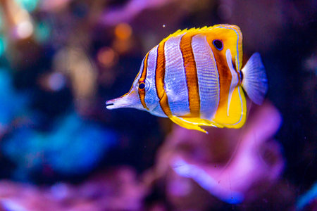 Copperband butterflyfish (Chelmon rostratus), commonly known as beaked coral fish
