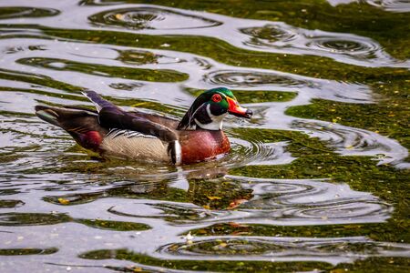 Male wood duck in water, with distinctive multicolored iridescent plumage and red eyesの写真素材