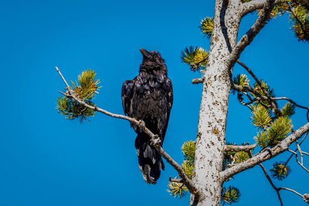 Black raven perching on tree branch, in Yellowstone National Park.の写真素材