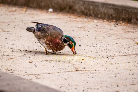 Male wood duck walks on dry landの写真素材