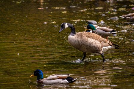 Close-up of Canada goose in waterの写真素材