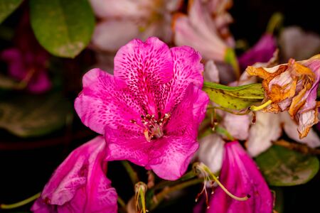 Beautiful rhododendron flower head, close up with wide depth of fieldの写真素材