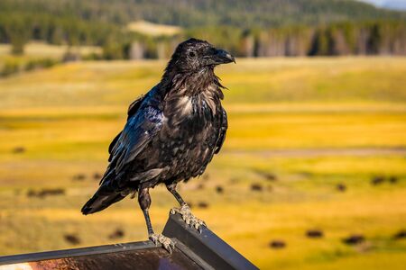 Black raven standing on a sign, in Yellowstone National Park.の写真素材